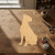 Boxer Dog Wood Cutout for Crafts, Unfinished Baltic Birch Craft Shape