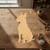 Bull Terrier 1 Wood Cutout for Crafts, Unfinished Baltic Birch Craft Shape