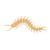 Centipede Wood Cutout for Crafts, Unfinished Baltic Birch Craft Shape