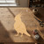 Cockatiel Wood Cutout for Crafts, Unfinished Baltic Birch Craft Shape