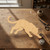Cougar Wood Cutout for Crafts, Unfinished Baltic Birch Craft Shape