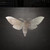Moth Steel Cutout Shape, Raw Metal Wall Art and Craft Supply