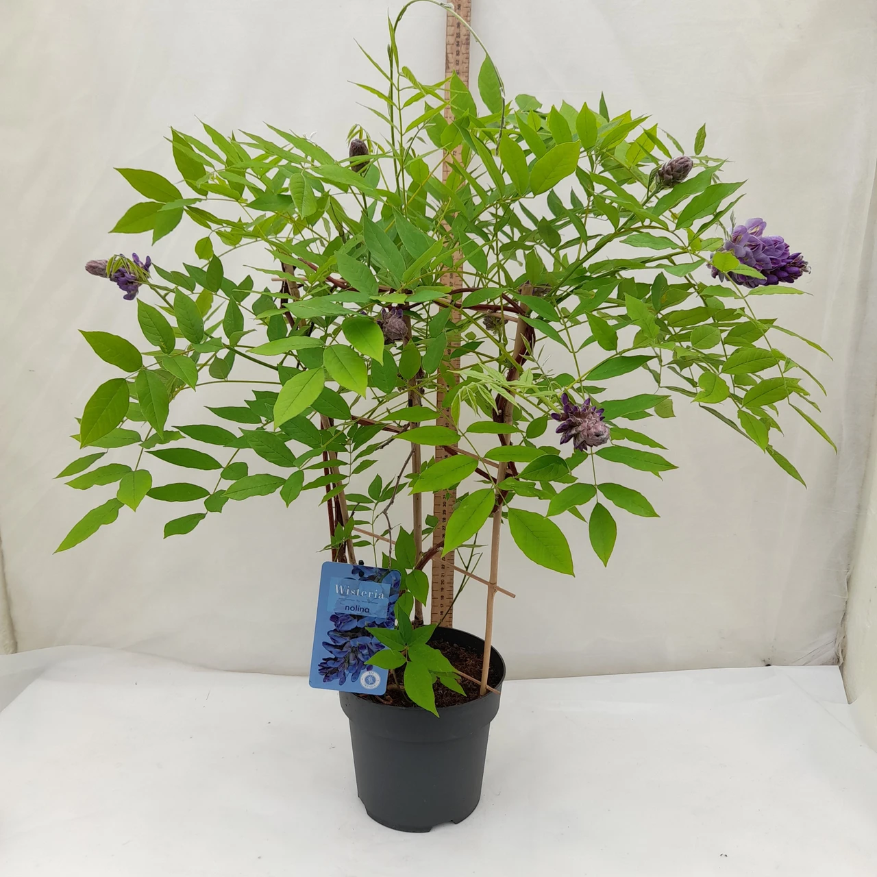wisteria grande diva cecilia Grande Diva® Jessye Wisteria main image 0