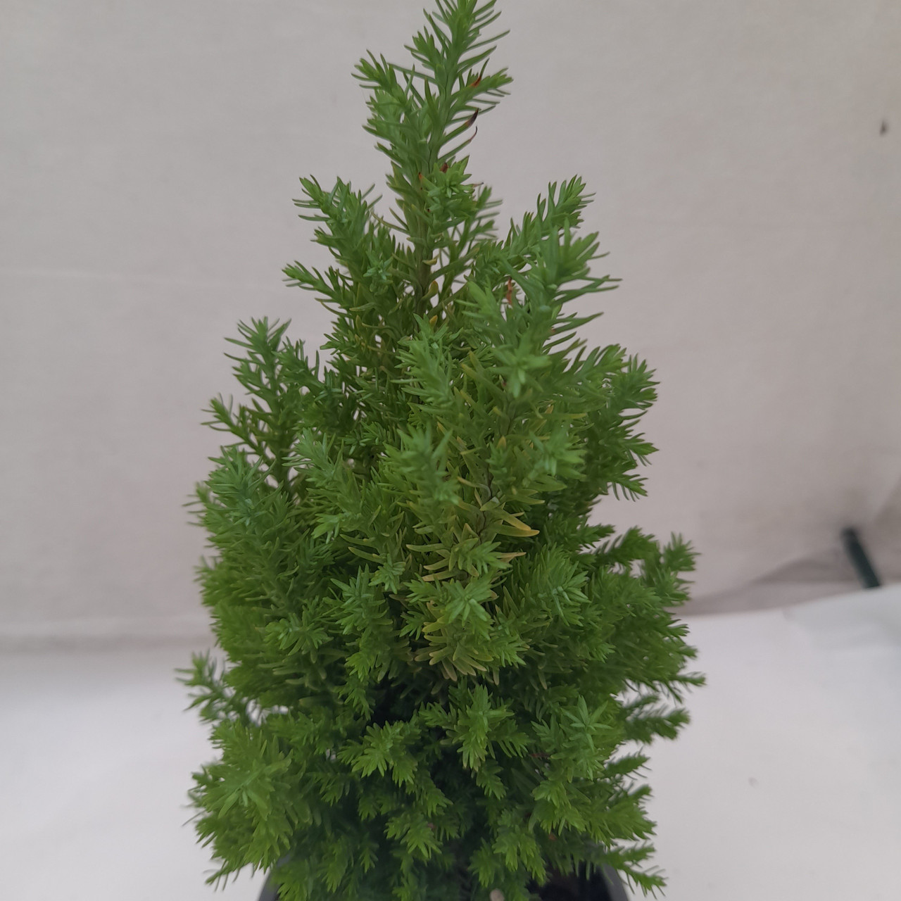 thuja ellwoodii False Cypress Ellwoodii  Compact Lawson Cypress, Mini Christmas Tree  Plant
