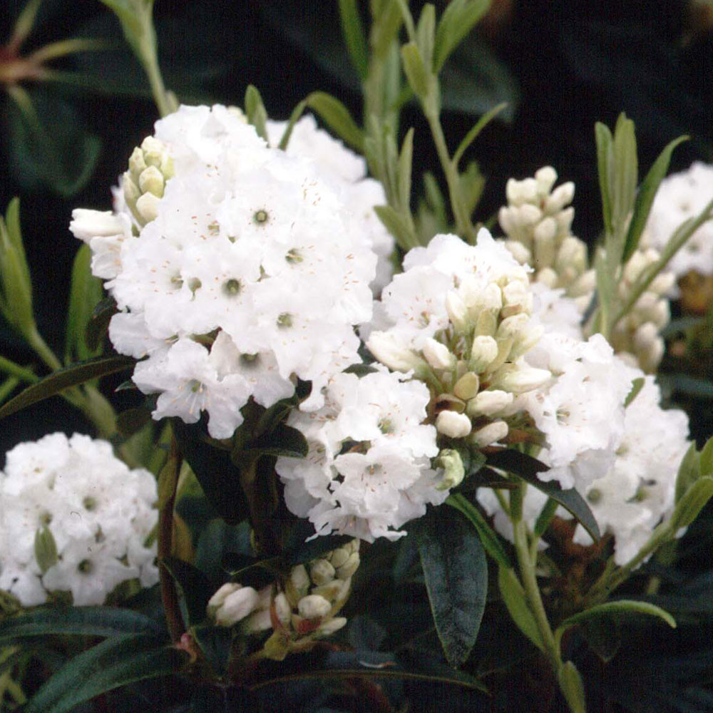 Rhododendron 'Arctic Tern' 3L (evergreen)