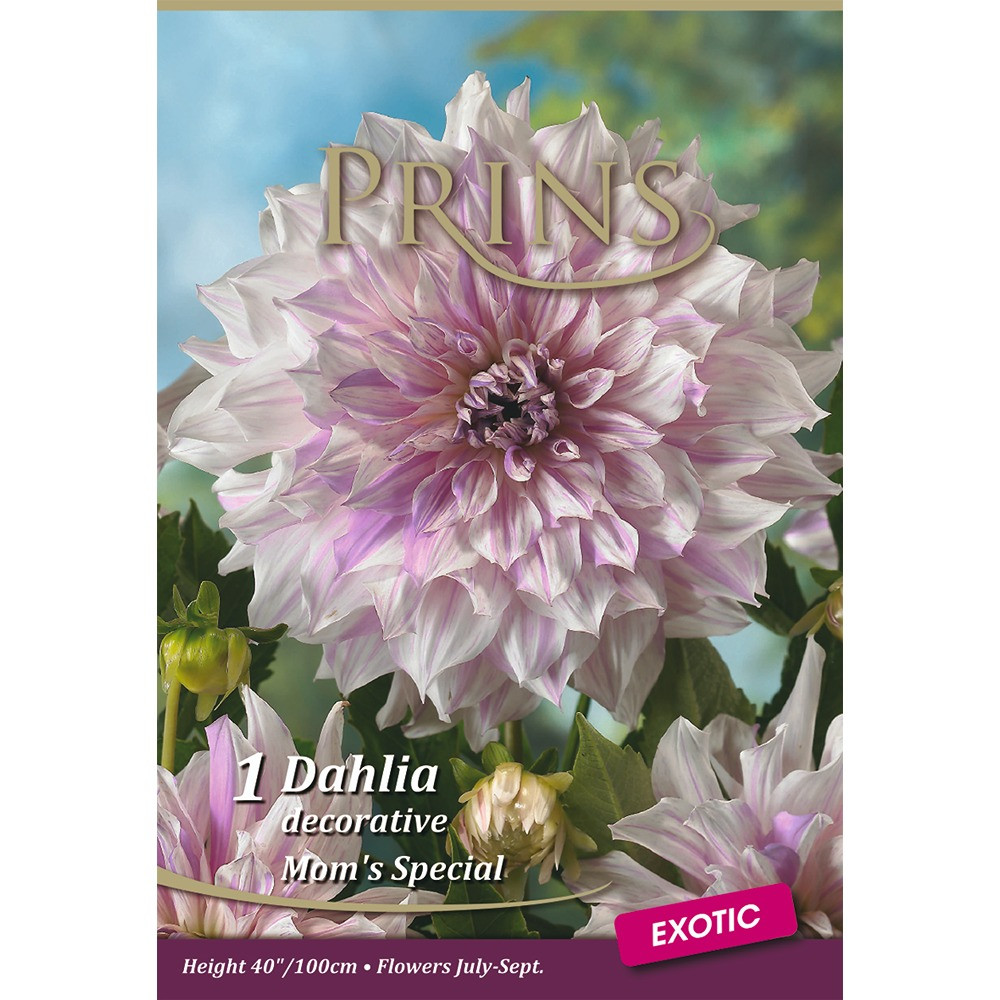 DAHLIAさん専用 BULSPR0128__62322.1738855595.