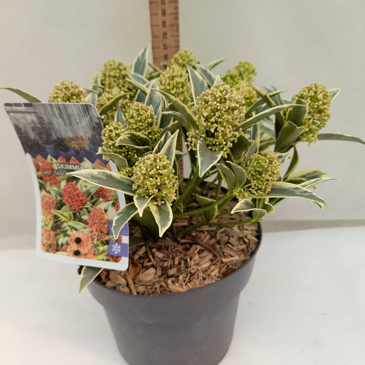 Skimmia japonica Mystic Marlot - Japanische Blütenskimmie