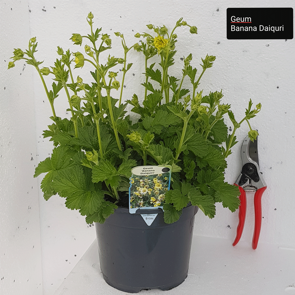 Geum 'Banana Daiquiri'