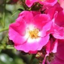 Tea Roses Rambling Single Rambling Rose 'American Pillar' 5L