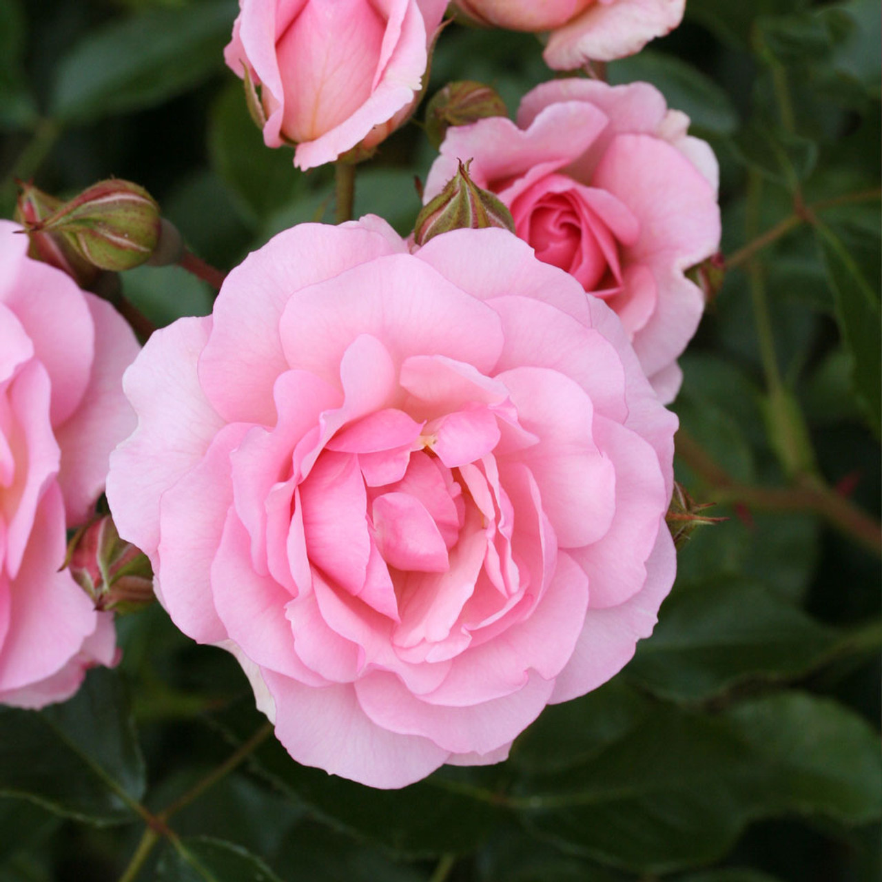 Gift Rose 'Happy Retirement' 5L