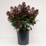 Skimmia Jap Rubella 3L