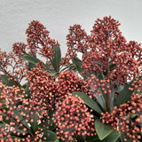 Skimmia Jap Rubella 3L