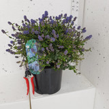 Ceanothus thy. 'Repens' 5L