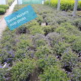 Ceanothus thy. 'Repens' 5L