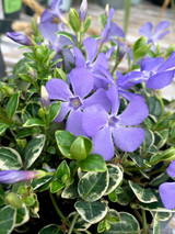 Vinca Minor 'Ralph Shugert' 2L