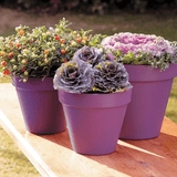Ronseal Garden Paint Purple Berry 250ml
