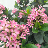 Escallonia 'Pink Elle'