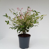 Nandina 'Twilight' 1L