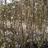 Prunus X Yedoensis `Shidare-Yoshino' 15L