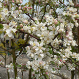 Malus `Evereste' 15L