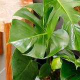 The Little Botanical Big Monstera House Plant