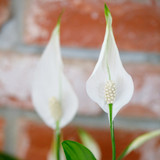 The Little Botanical Big Peace Lily House Plant