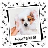Bugalugs Oatmeal Dog Shampoo - 500ml