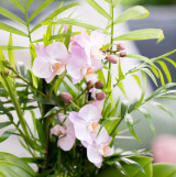 The Little Botanical Jungle Orchid House Plant
