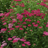 Achillea 'New Vintage Violet'