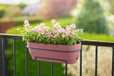 Elho Vibia Campana Trough Allin1 50Cm - Dusty Pink