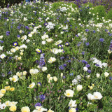 RHS Flower Mix Wildlife Cool Seeds 20g