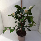 Camellia Silver Anniversary 4L