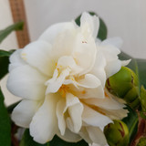 Camellia Silver Anniversary 4L
