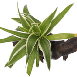 Dinosaur Indoor Plant Pot Velociraptor