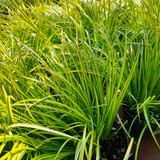 Acorus gramineus 'Ogon' 3L