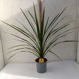 Cordyline indivisa 'Peko' 17cm