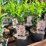 Daphne bholua 'Jacqueline Postill' 1L