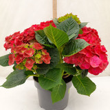 Hydrangea macrophylla Mophead Red 5L