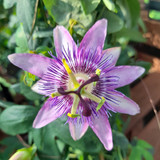 Passiflora Piramide mix 2L