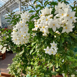 Solanum jasminodes Piramide 2L