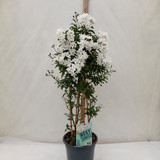 Solanum jasminodes Piramide 2L