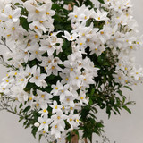 Solanum jasminodes Piramide 2L