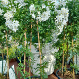 Solanum jasminodes Piramide 2L