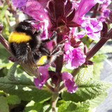 SALVIA nemerosa 'Marvel Rose' 3L