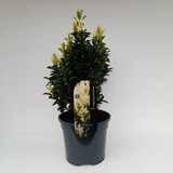 EUONYMUS jap. Paloma Blanca