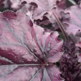 Heuchera 'Forever Purple'