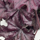 Heuchera 'Forever Purple'