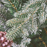 6.5ft / 200cm Frosty Dorchester Pine Unlit Christmas Tree