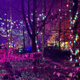 Alice in the Hidden Garden - A Winter Light Adventure