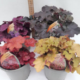 HEUCHERA Mixed varieties 1L